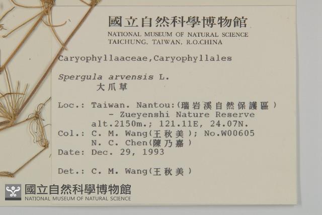 大爪草藏品圖，第2張