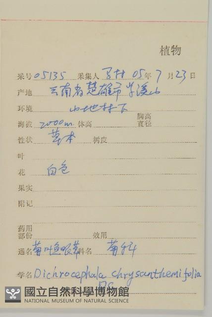 菊葉魚眼草藏品圖，第2張