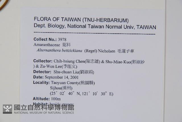 毛蓮子草藏品圖，第2張