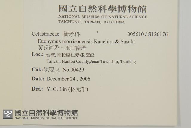 黃氏衛矛、玉山衛矛藏品圖，第2張