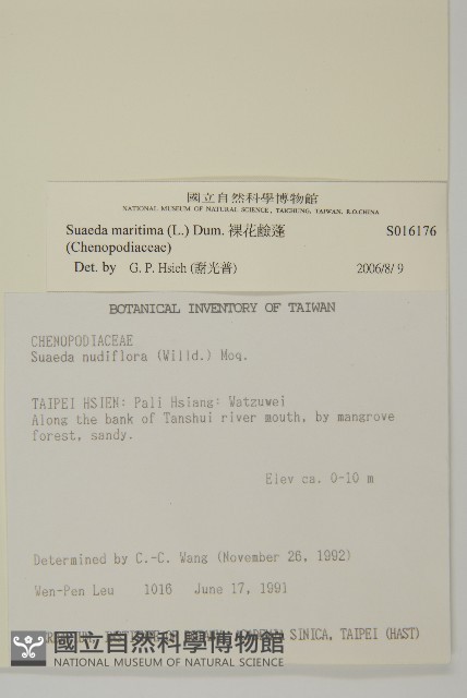 裸花鹼蓬藏品圖，第2張