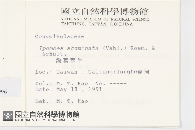 銳葉牽牛藏品圖，第2張