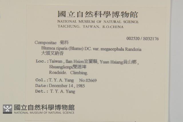 大頭艾納香藏品圖，第2張