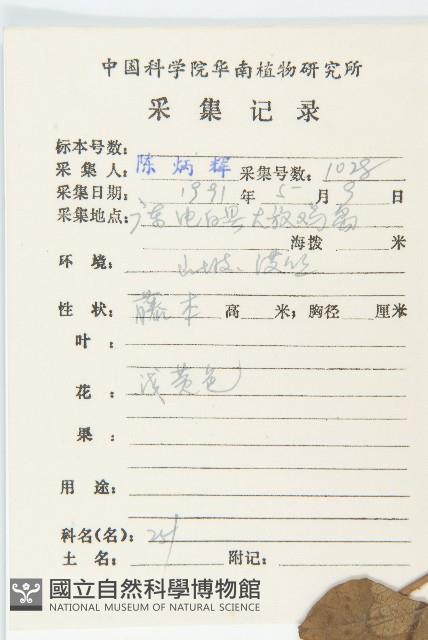 豬菜藤藏品圖，第2張