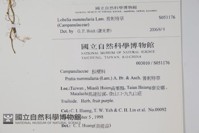 普刺特草藏品圖，第2張