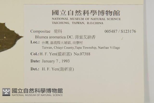 薄葉艾納香藏品圖，第2張