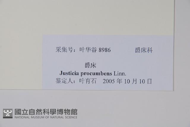 爵床藏品圖，第2張