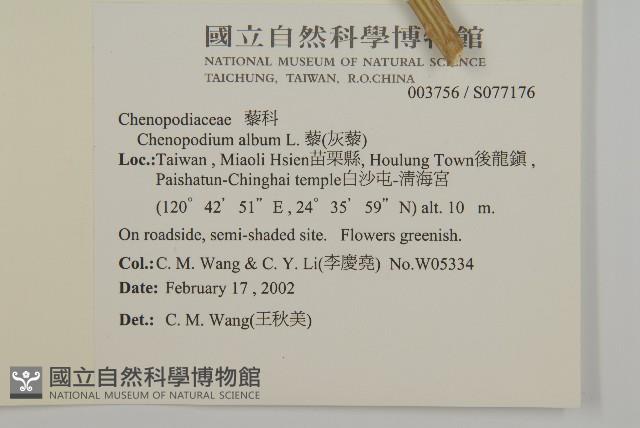 藜、灰藜藏品圖，第2張