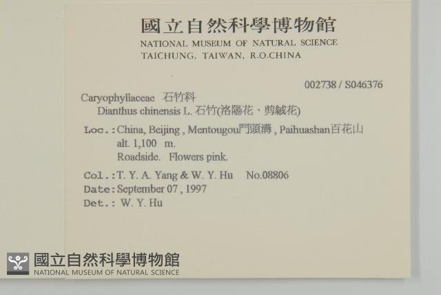 石竹、洛陽花、剪絨花藏品圖，第2張