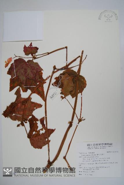 裂葉秋海棠藏品圖，第1張