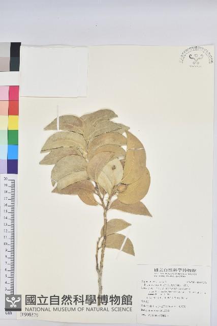 水筆仔藏品圖，第1張