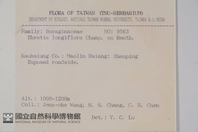 長花厚殼樹藏品圖，第2張