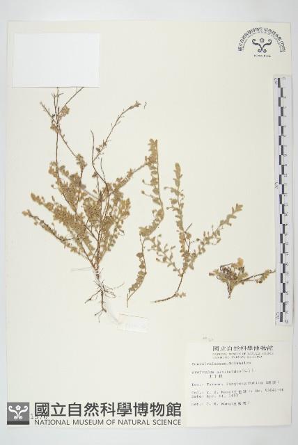 土丁桂藏品圖，第1張