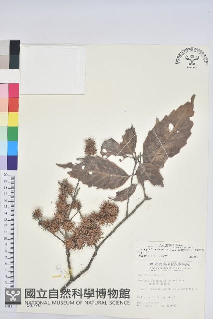 臺灣苦櫧藏品圖，第1張