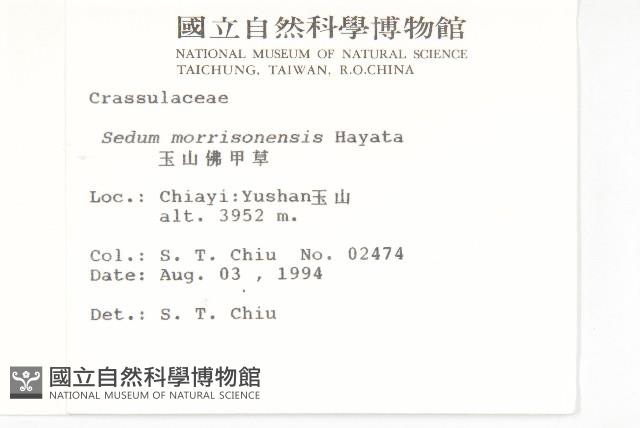 玉山佛甲草藏品圖，第2張