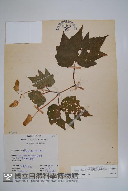 裂葉秋海棠藏品圖，第1張