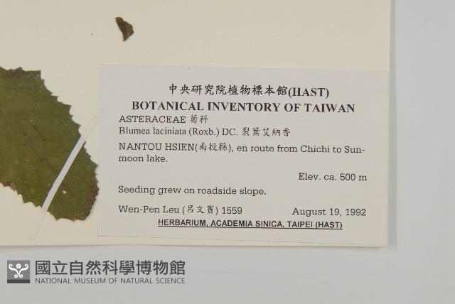 裂葉艾納香藏品圖，第2張