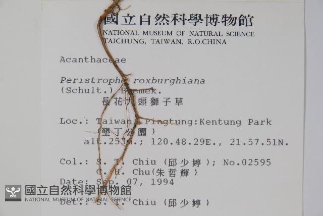 長花九頭獅子草、山藍藏品圖，第2張