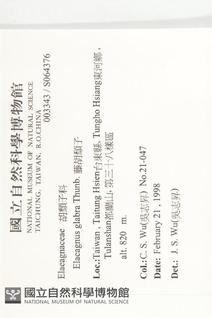 藤胡頹子藏品圖，第2張