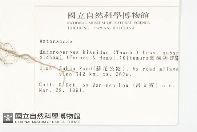 臺灣狗娃花藏品圖，第2張