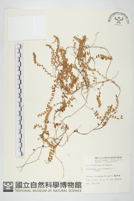 土丁桂藏品圖，第1張