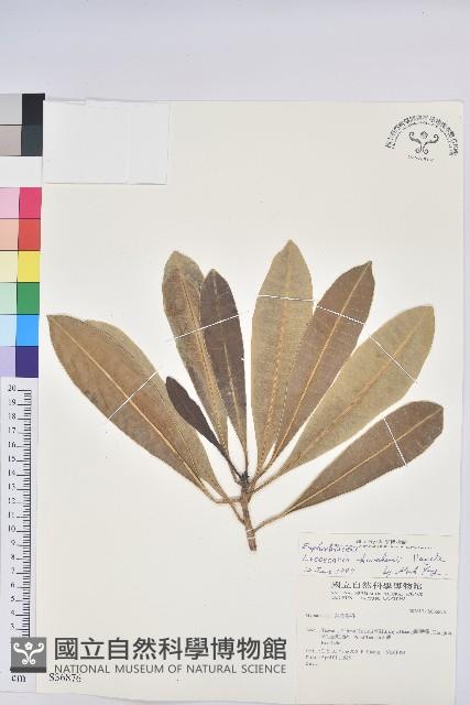 Kawakami Excoecaria Collection Image