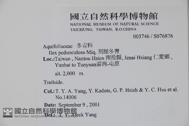 刻脈冬青藏品圖，第2張