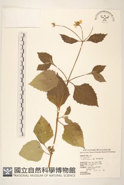 雙花蟛蜞菊藏品圖，第1張