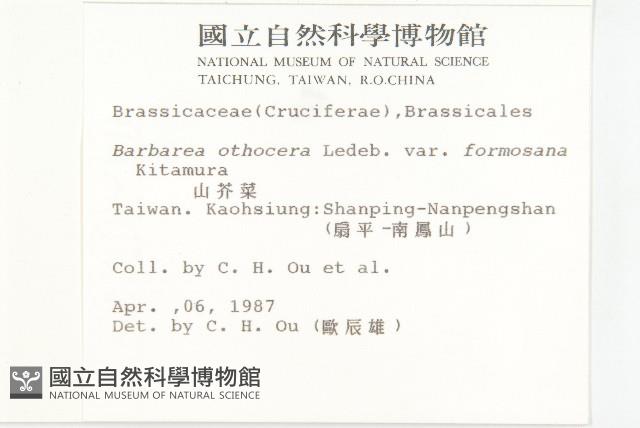 山芥菜藏品圖，第2張