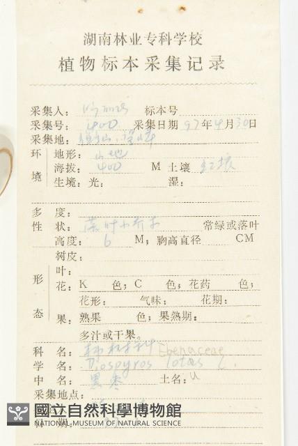 黑棗、君遷子藏品圖，第2張