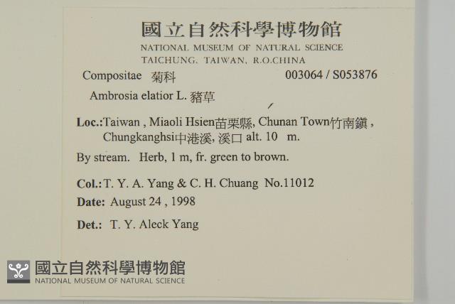 Common ragweed Collection Image, Figure 2, Total 2 Figures