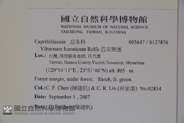 呂宋莢迷藏品圖，第2張