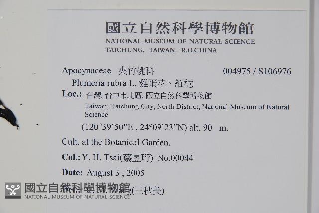 雞蛋花、緬梔藏品圖，第2張