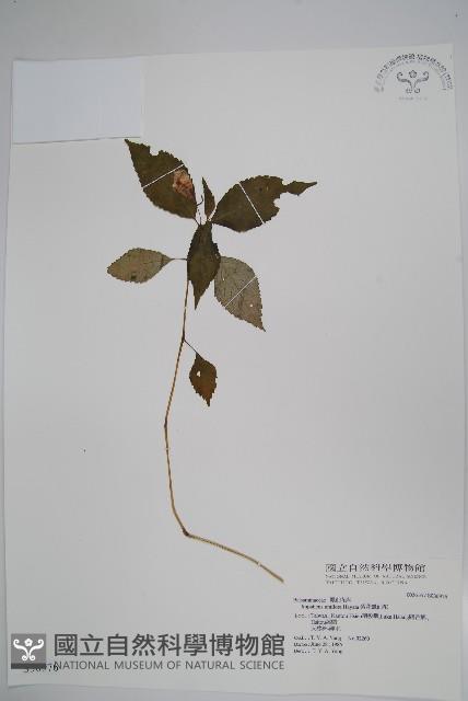 紫花鳳仙花藏品圖，第1張