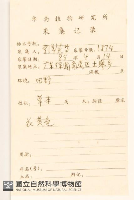 線球菊、田基黃藏品圖，第2張