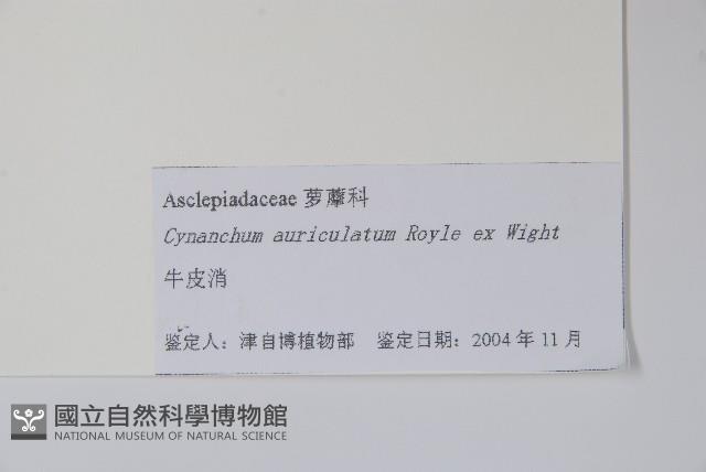 牛皮消藏品圖，第2張