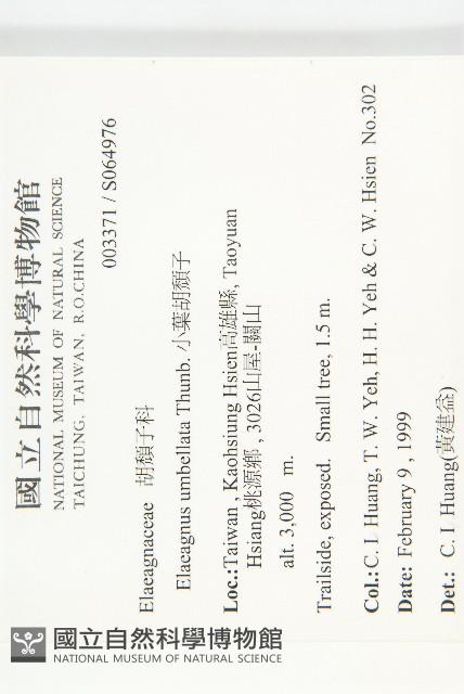 小葉胡頹子藏品圖，第2張