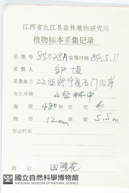 四照花、山荔枝藏品圖，第2張