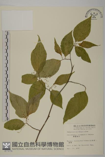 佩羅特木藏品圖，第1張