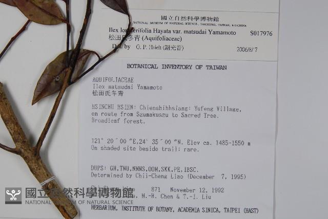 松田氏冬青藏品圖，第2張