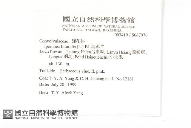 海牽牛藏品圖，第2張