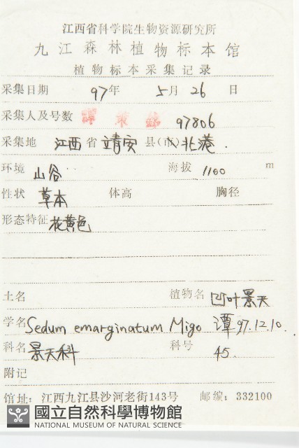凹葉景天藏品圖，第2張