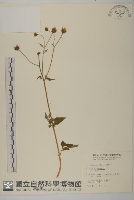 鬼針藏品圖，第1張