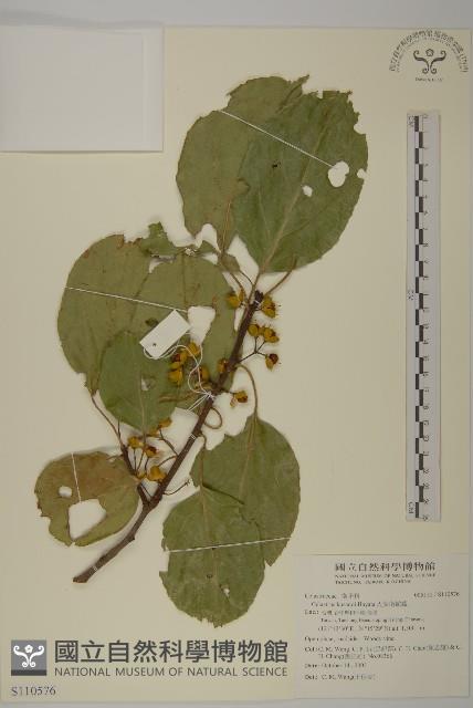 大葉南蛇藤藏品圖，第1張