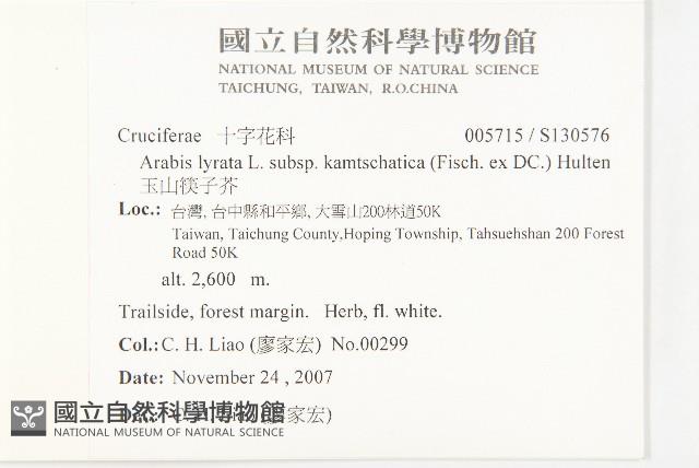 玉山筷子芥藏品圖，第2張