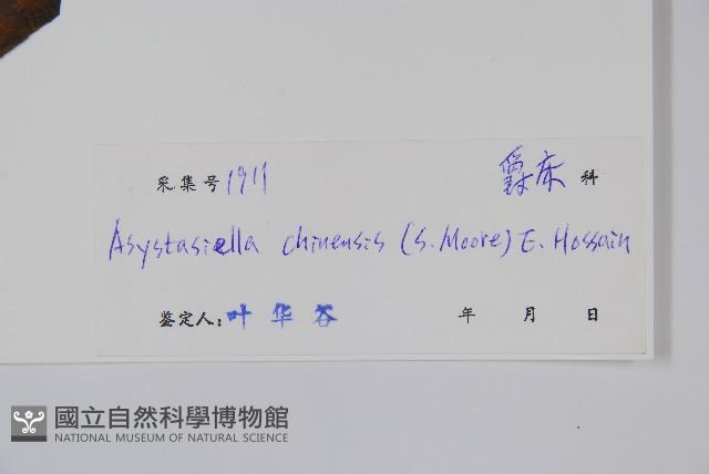 擬馬偕花、白接骨藏品圖，第2張