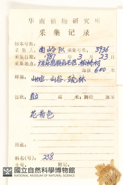 狗舌草藏品圖，第2張