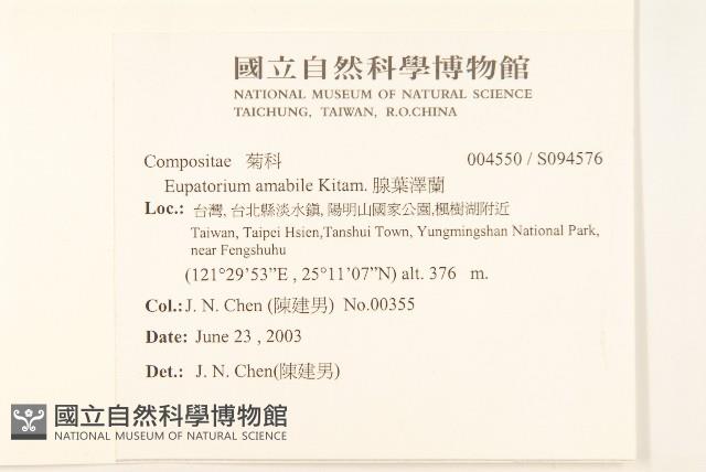 腺葉澤蘭藏品圖，第2張