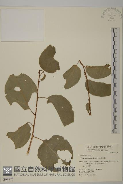 大葉南蛇藤藏品圖，第1張