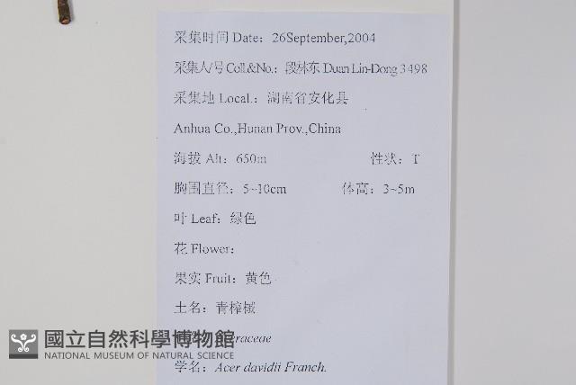 青榨槭藏品圖，第2張